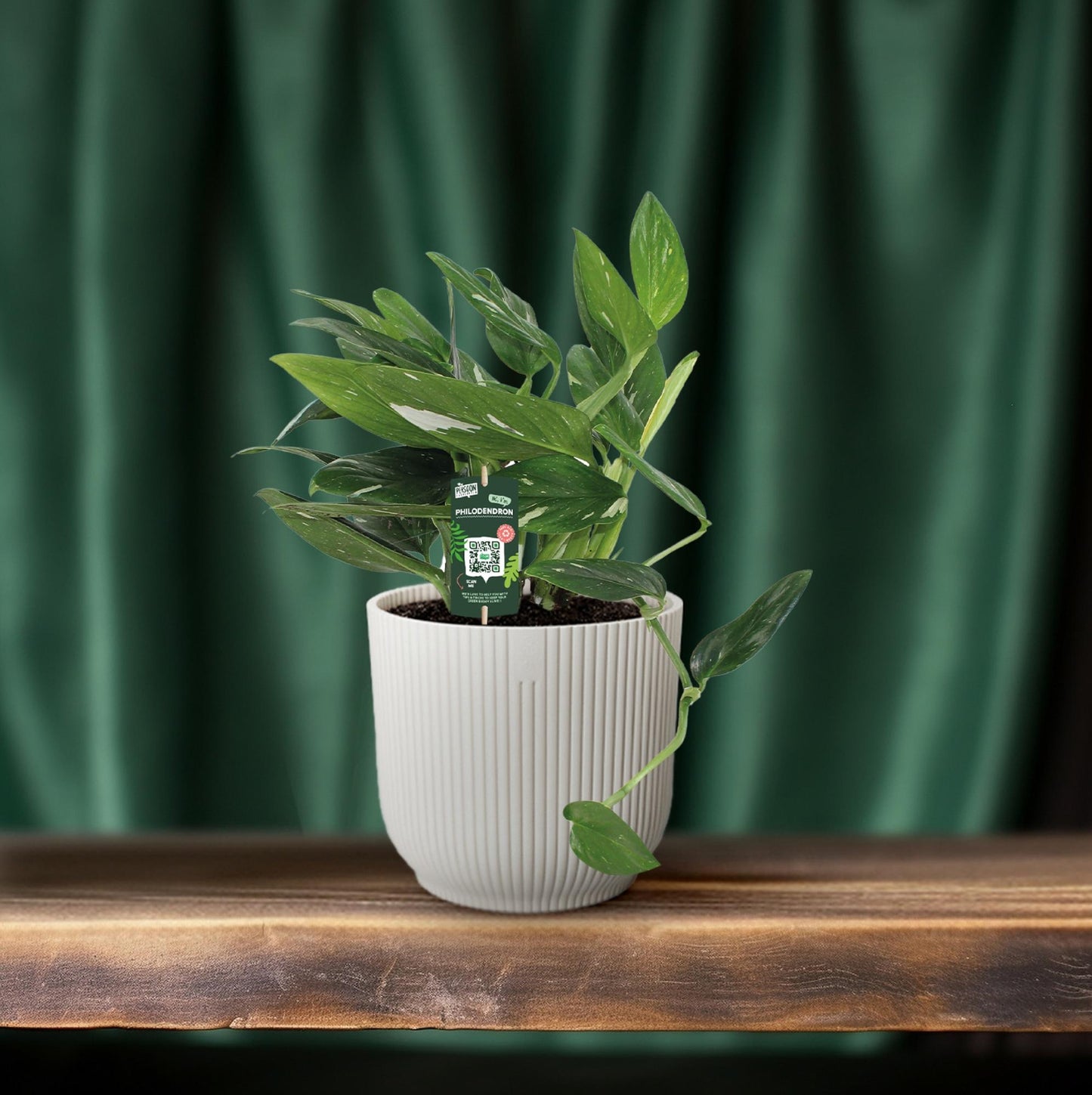 Philodendron Cobra Toef – Exotische, pflegeleichte Zimmerpflanze 50 cm