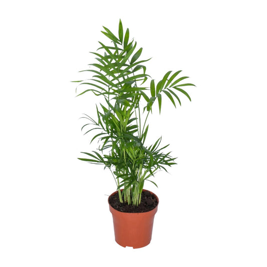 Zwerg-Bergpalme – pflegeleichte Zimmerpflanze Ø12cm, 50cm hoch