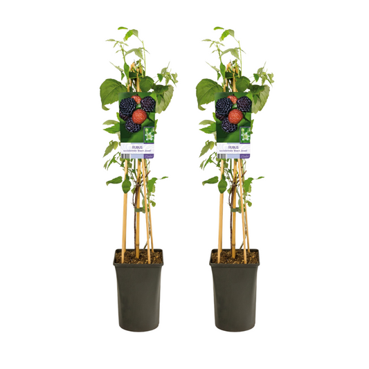 Schwarze Himbeere 'Black Jewel' – 2er-Set Ø17cm