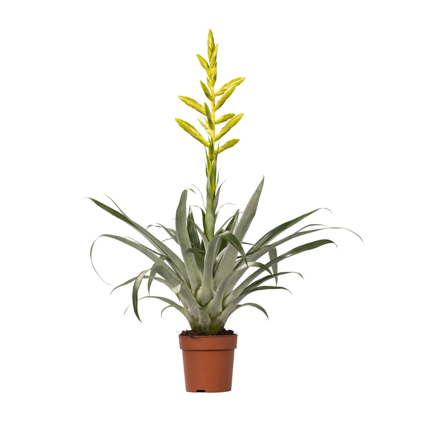 Tillandsia Oerstediana – pflegeleichte Luftpflanze Ø12cm
