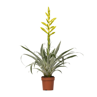 Tillandsia Oerstediana – pflegeleichte Luftpflanze Ø12cm
