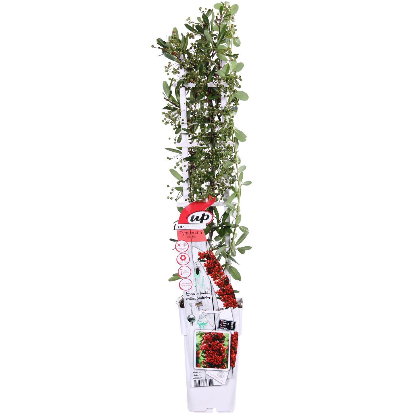Feuerdorn Red Star – Immergrüner, pflegeleichter Gartenstrauch Ø23cm