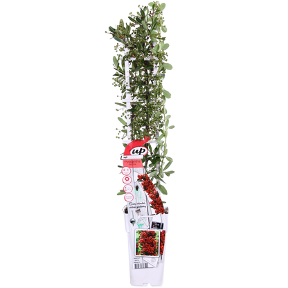Feuerdorn Red Star – Immergrüner, pflegeleichter Gartenstrauch Ø23cm