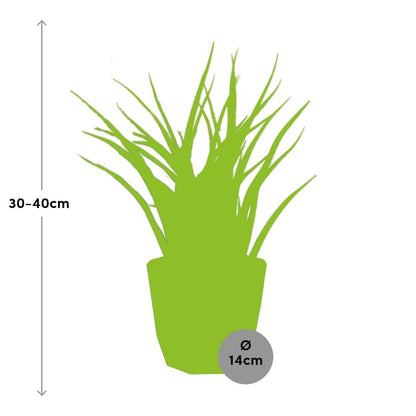 Sansevieria Fernwood Punk – Pflegeleichte Schwiegermutterzunge 14cm