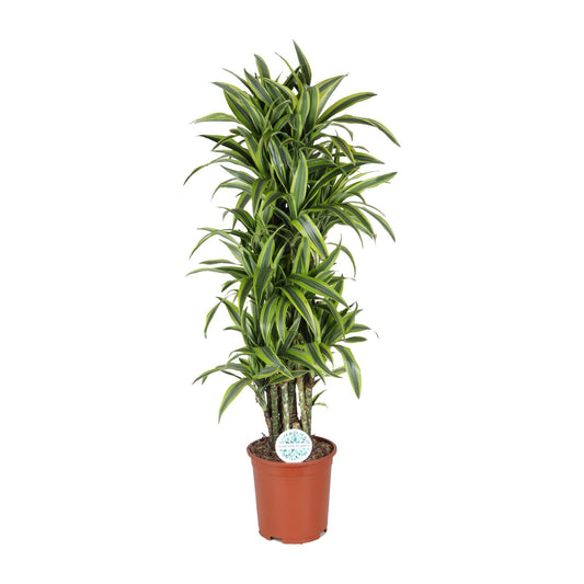 Drachenbaum Lemon Lime – Pflegeleichte Zimmerpflanze 120 cm