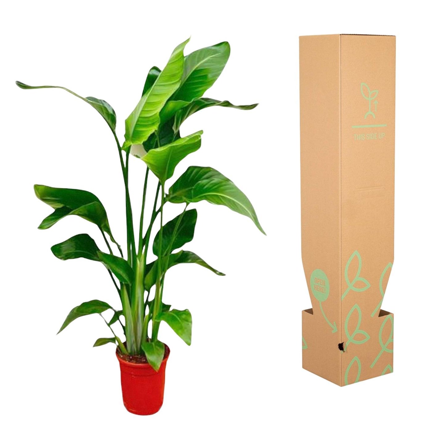 Strelitzia Nicolai – Tropische, pflegeleichte Zimmerpflanze 70-90 cm