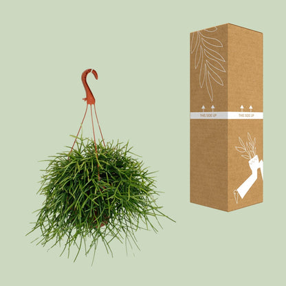 Rhipsalis Pulchra – Trendige, pflegeleichte Zimmerpflanze Ø17cm
