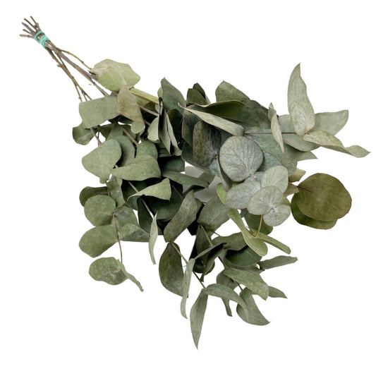 Getrocknete Eucalyptus Cinerea – 6 Zweige, ca. 50 cm