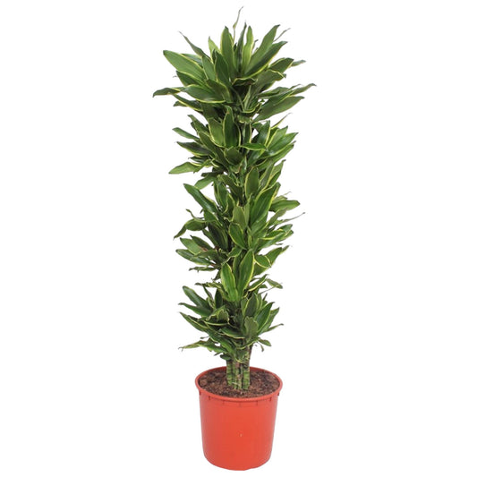 Dracaena Golden Coast – Elegante und pflegeleichte Zimmerpflanze 200 cm