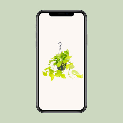 Epipremnum Golden Pothos – Pflegeleichte Kletterpflanze Ø15cm