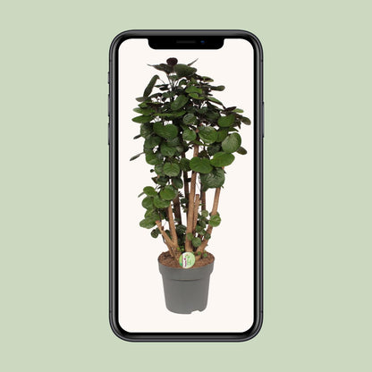 Polyscias Fabian – Pflegeleichte Zimmerpflanze Ø24cm