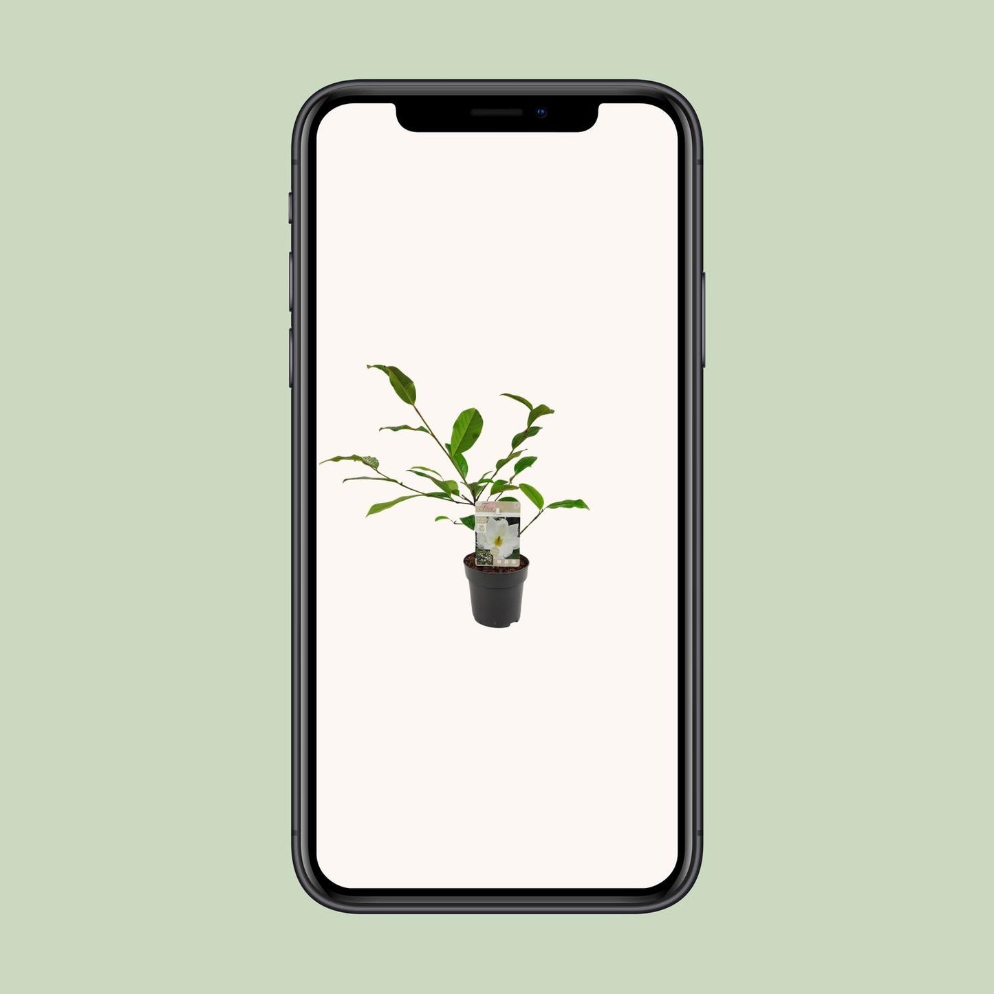 Michelia Fairy Magnolia Cream – Elegante Gartenmagnolie Ø13cm