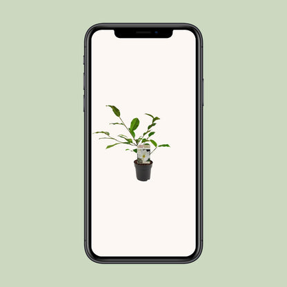 Michelia Fairy Magnolia Cream – Elegante Gartenmagnolie Ø13cm