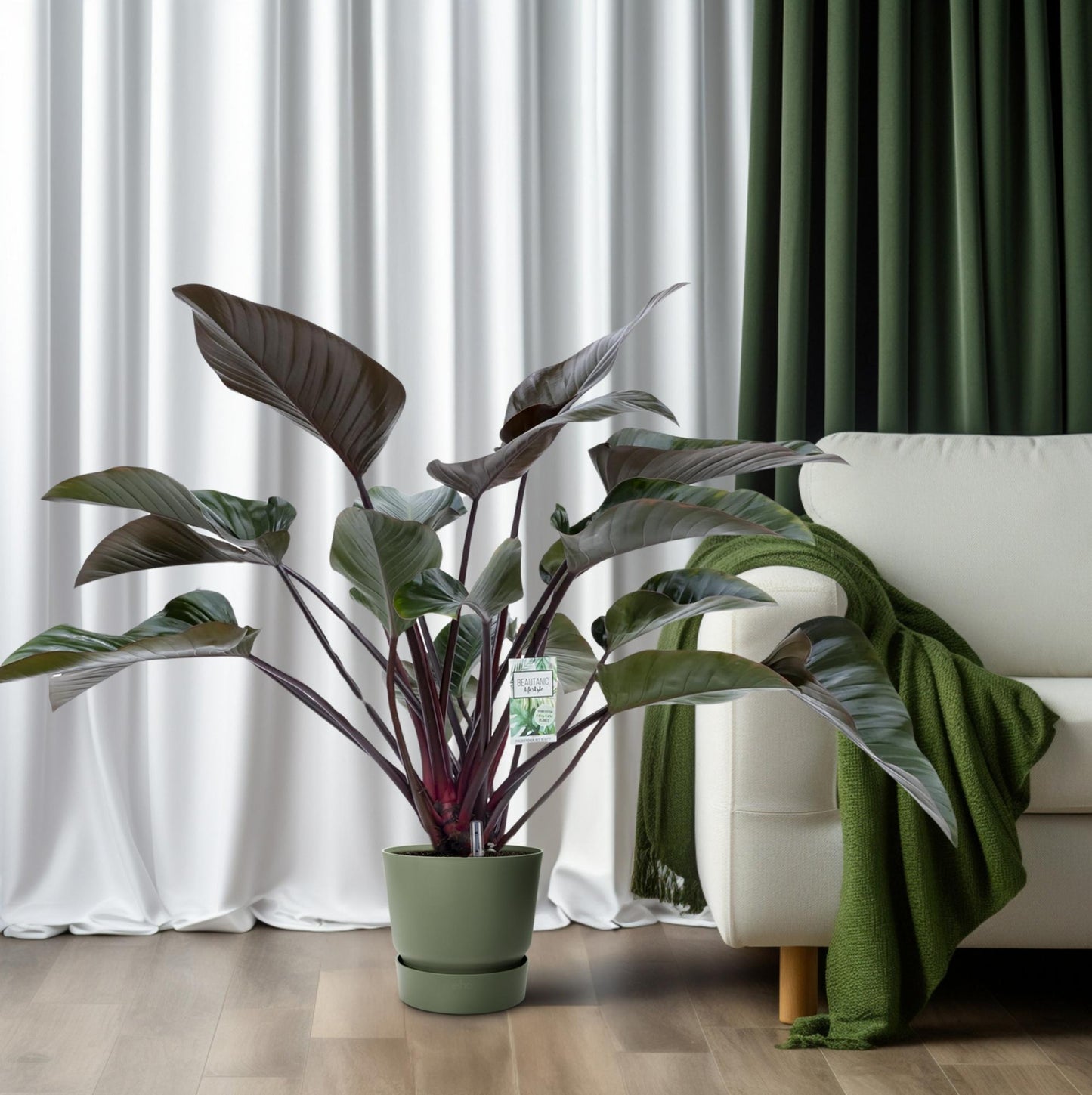 Philodendron Red Beauty – Pflegeleichte Tropenpflanze Ø27cm