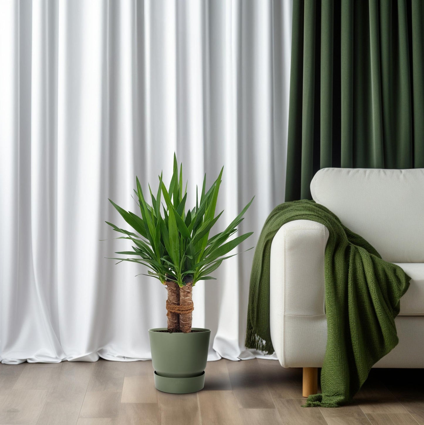 Yucca Elephantipes 'Tres Cañas' Ø19cm, 70cm hoch