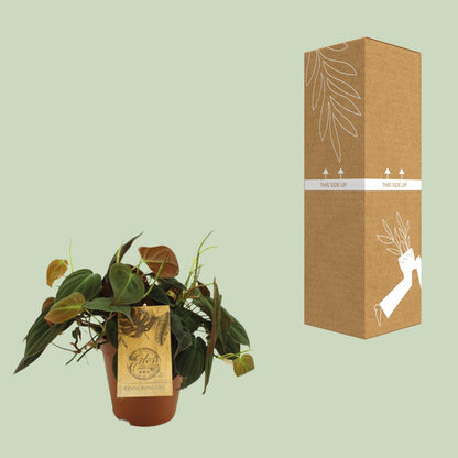 Philodendron Micans – Pflegeleichte Zimmerpflanze Ø15cm