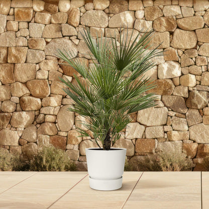 Chamaerops Humilis – Europäische Zwergpalme 150 cm pflegeleicht