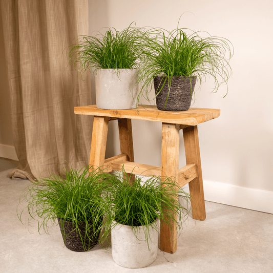 Cyperus Alternifolius – 4er Set, pflegeleicht & robust