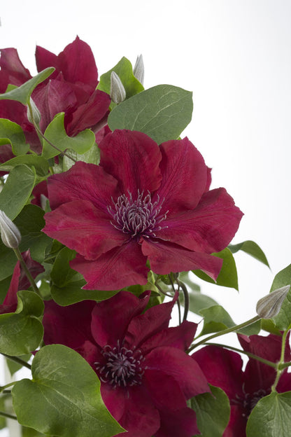 Clematis Nubia – Rote Kletterpflanze für Balkon & Garten