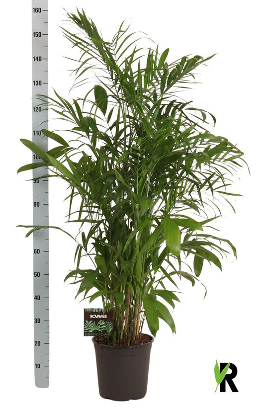 Zwergbergpalme – Pflegeleichte Zimmerpflanze 160 cm