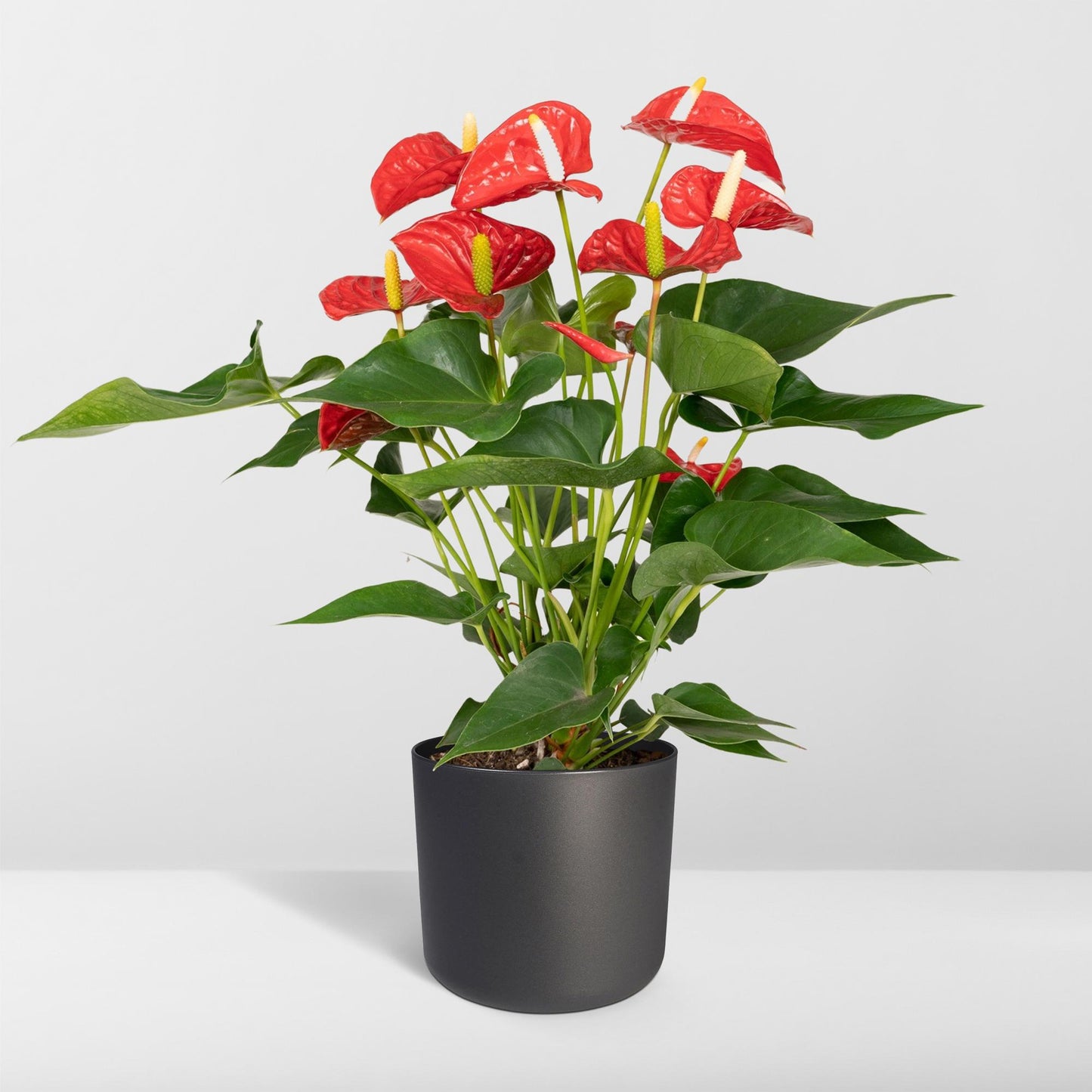 Anthurium Red – Pflegeleichte Zimmerpflanze mit roten Blüten