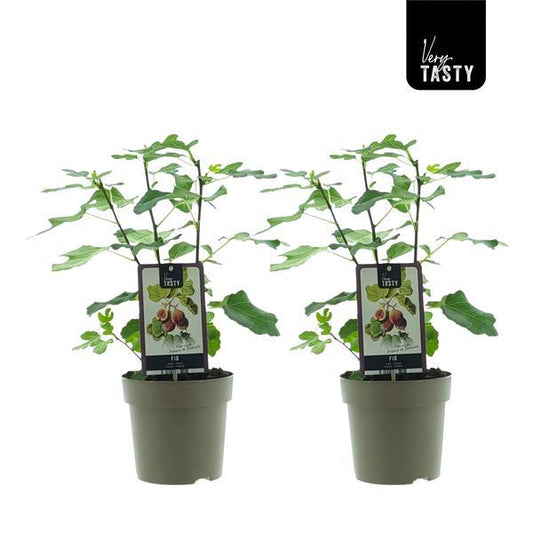 Ficus Precose De Dalmatie – Pflegeleichte Zimmerpflanze im 2er-Set