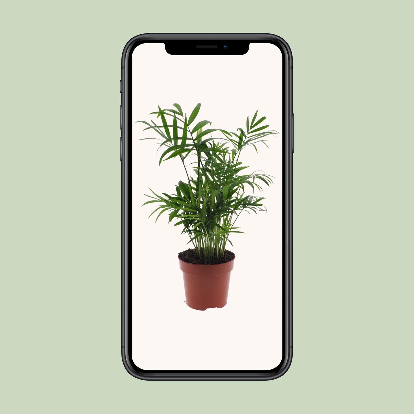 Chamaedorea Elegans – Zwergbergpalme Ø17cm, ca. 55cm hoch