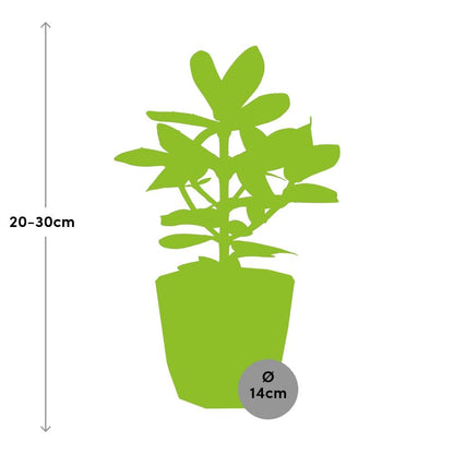 Clusia Princess in ELHO b.for rock 14 cm warm grey