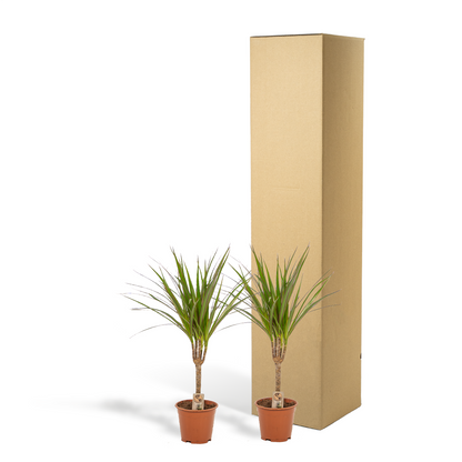 2x Dracaena Zimmerpflanzen – 60 cm Höhe, Ø 14 cm Topf