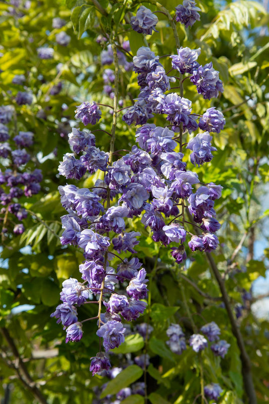2x Wisteria floribunda 'Black Dragon' – elegante Kletterpflanze Ø15cm