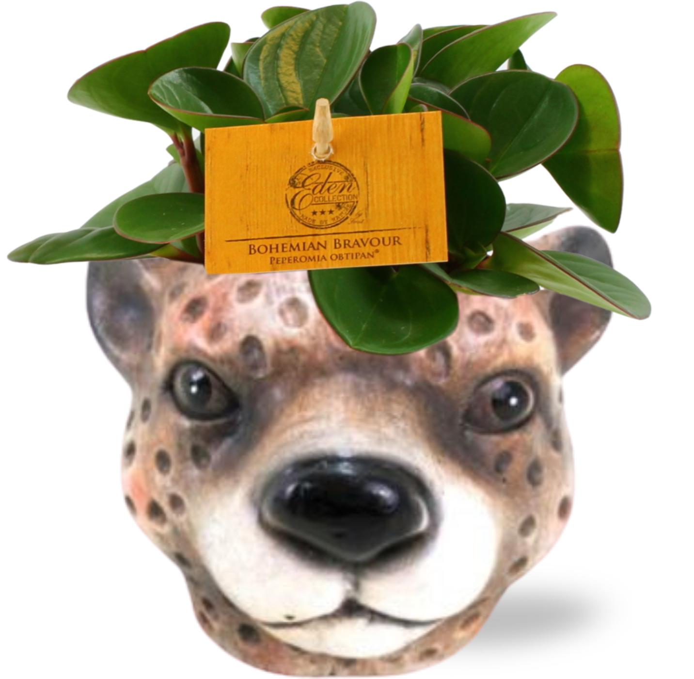 Peperomia Obtipan mit Luipaard Blumentopf Braun Ø12cm