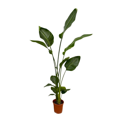 2x Strelitzia Nicolai Zimmerpflanze – 130 cm, Ø17 cm