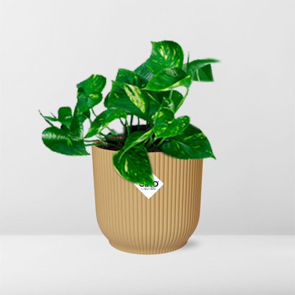 Epipremnum Pinnatum ‘Aureum’ – Goldener Efeu in ELHO Vibes Fold 14cm