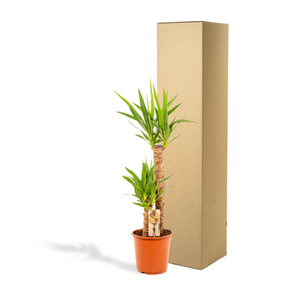 Yucca – Robuste & Pflegeleichte Palmlilie, Ø21cm, 100cm Höhe