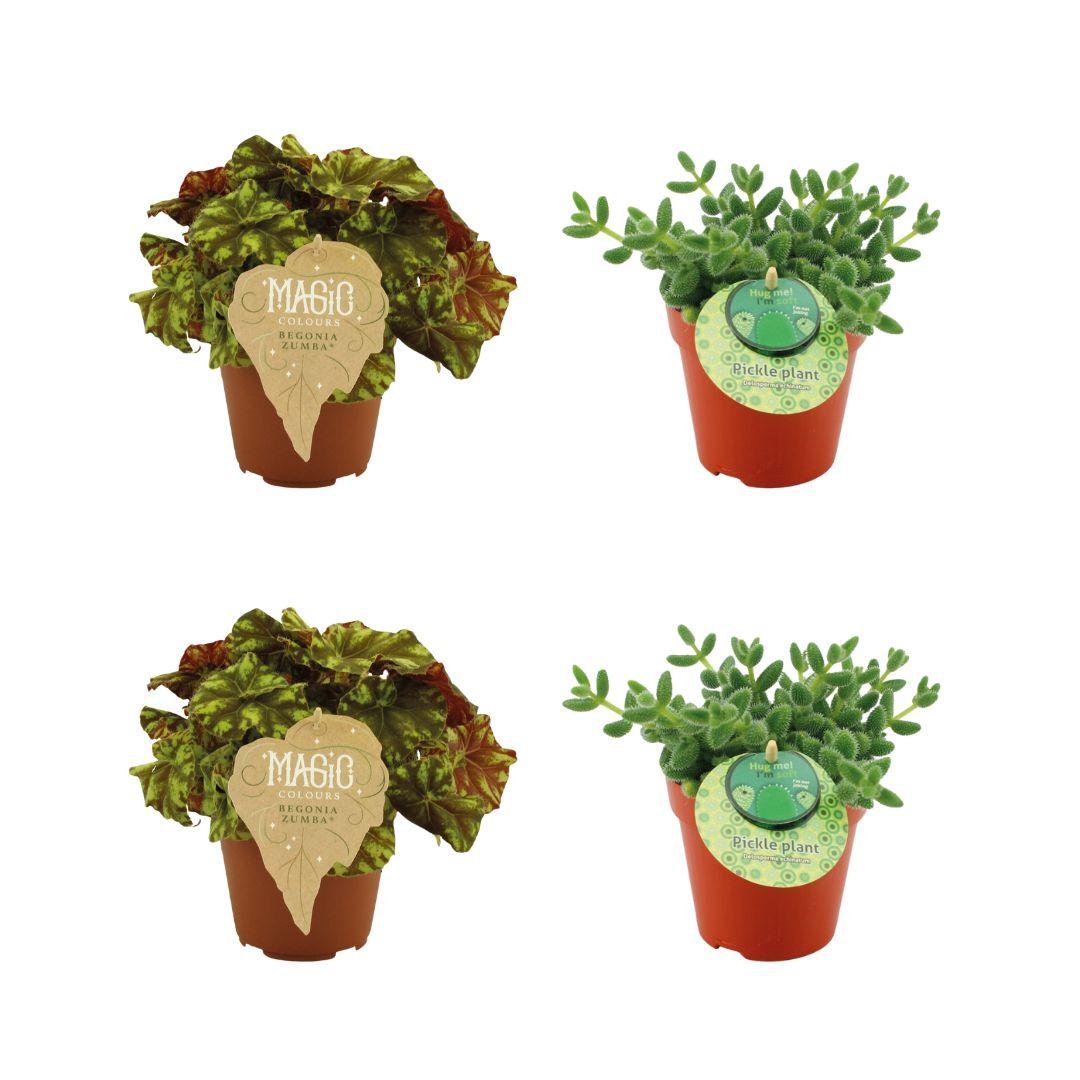 Set aus Begonia Rex & Delosperma Echinatum – pflegeleicht & dekorativ