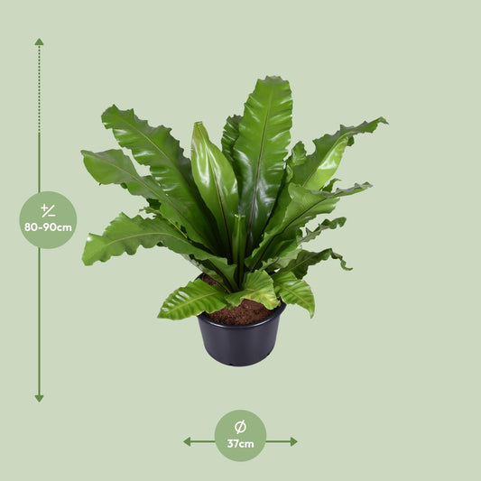 Asplenium Nidus – Nestfarn Ø37cm, Höhe 85cm, pflegeleicht