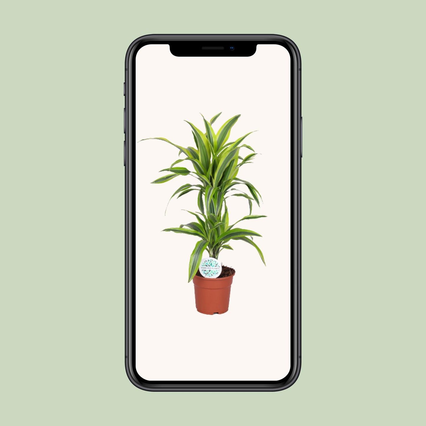 Dracaena Lemon Lime – Pflegeleichter Drachenbaum Ø17cm