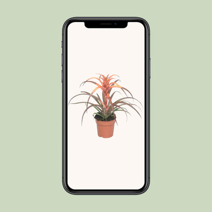 Tillandsia Capitata – Luftige Zimmerpflanze Ø12cm, 30cm hoch