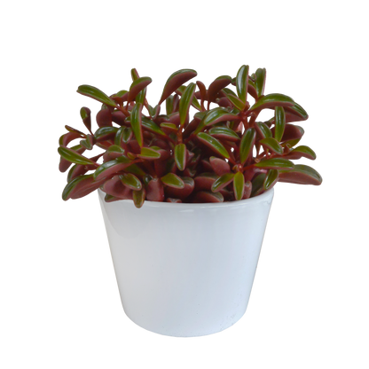 Peperomia graveolens – pflegeleichte Zimmerpflanze im weißen Topf