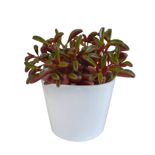 Peperomia graveolens – pflegeleichte Zimmerpflanze im weißen Topf