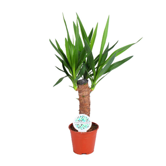 Yucca Palme Elefantenfuß Ø14cm – 60cm Zimmerpflanze