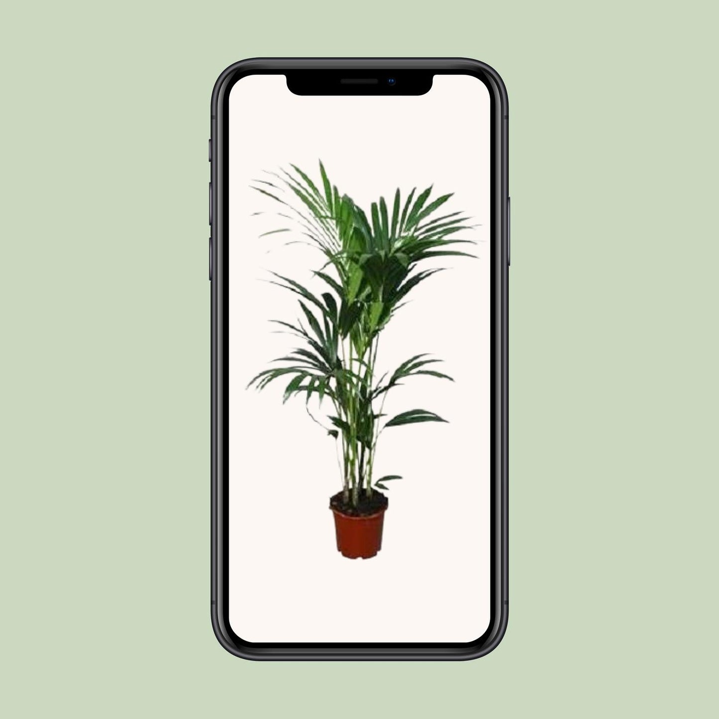 Howea forsteriana – Kentia-Palme Ø21cm, ca. 120cm hoch