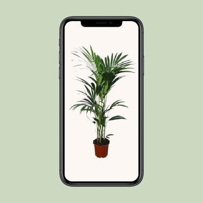 Howea forsteriana – Kentia-Palme Ø21cm, ca. 120cm hoch