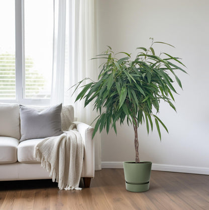 Bonsai-Feige 'Alii' geflochten – pflegeleichte Zimmerpflanze 110 cm