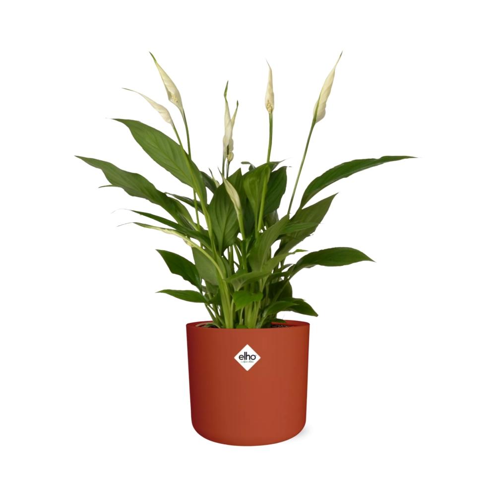 Friedenslilie Spathiphyllum 12 cm im ELHO b.for soft Topf