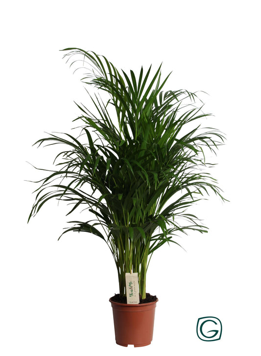 Dypsis Lutescens (Areca) – Pflegeleichte Zimmerpflanze Ø19cm