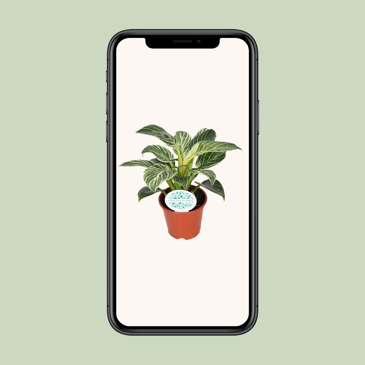 Philodendron Birkin – Pflegeleichte Design-Zimmerpflanze Ø14cm