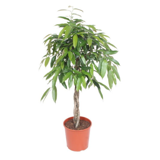 Ficus Amstel King mit geflochtenem Stamm – 140 cm