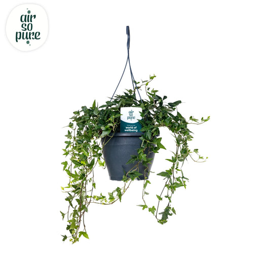 Hedera Helix Green Air So Pure – Pflegeleichte luftreinigende Zimmerpflanze Ø19cm