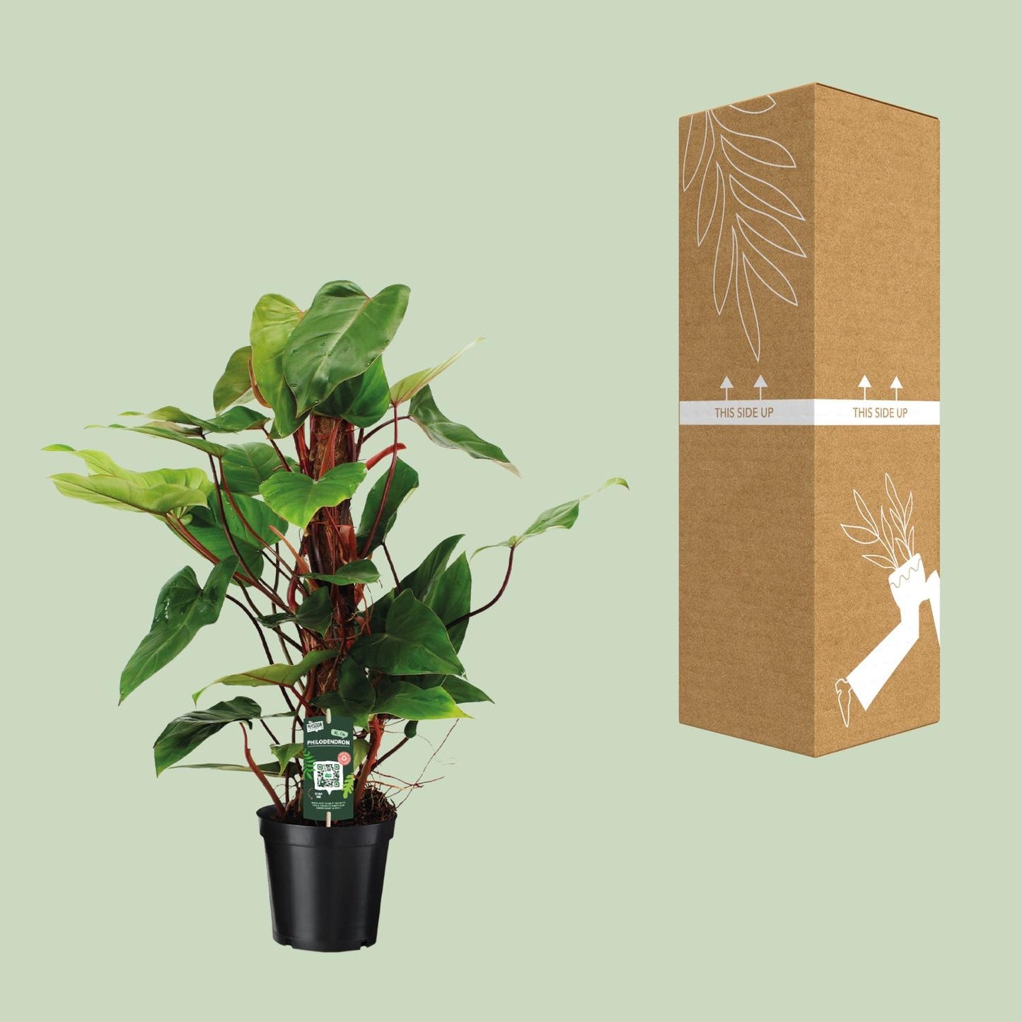 Philodendron Red Emerald – Pflegeleichte Zimmerpflanze Ø19 cm